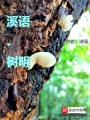溪語(yǔ)樹明