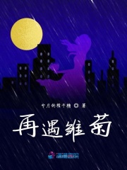 再遇雛菊