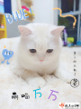 萌喵萬萬