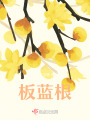 板藍(lán)根