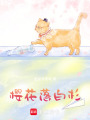 櫻花落白杉