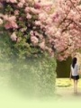 櫻漫錦年