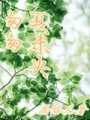 匆匆夏未央