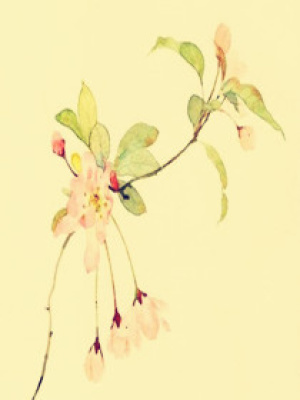 世有蓮華